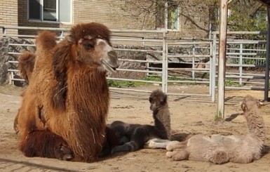 В Харькове от верблюда Саши родили сразу три верблюдицы