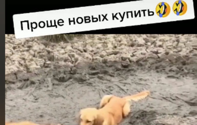 “Проще новых купить”: соцсети рассмешили собаки, принимающие грязевые ванны