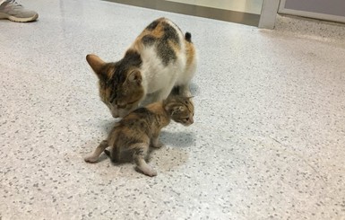 В Стамбуле бездомная кошка принесла больного котенка в 