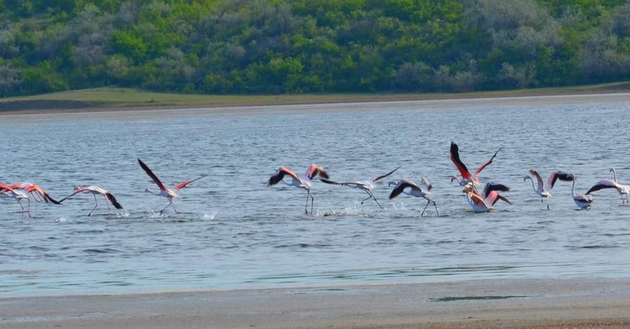 В Одесскую область прилетели фламинго