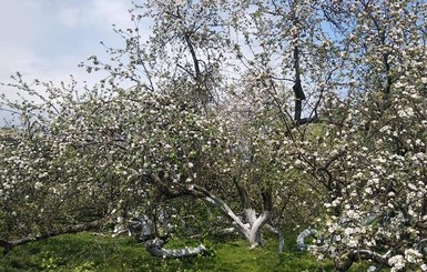 На Сумщине расцвела знаменитая яблоня-колония: ждут хороший урожай