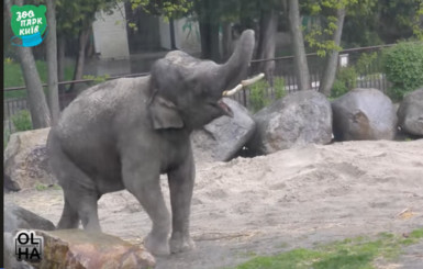 Слон из киевского зоопарка показал как надо кайфовать от весеннего дождя