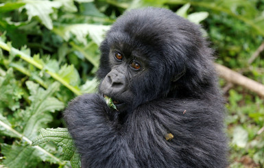 Горные гориллы могут погибнуть из-за коронавируса
