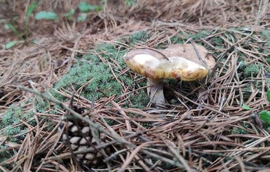 В Украине начался сезон охоты за весенними грибами