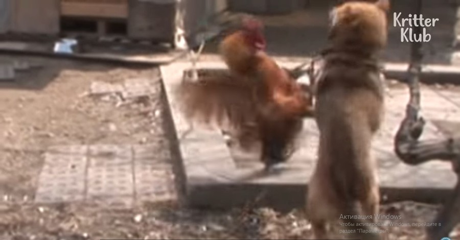 В Южной Корее петух избил собаку, защищая любимых кур