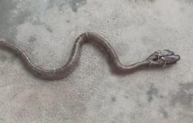В Индии нашли двухголовую змею 