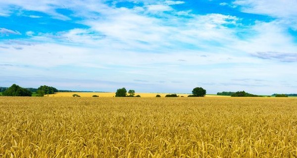 Из-за потери урожая в Одесской области хотят объявить ЧС
