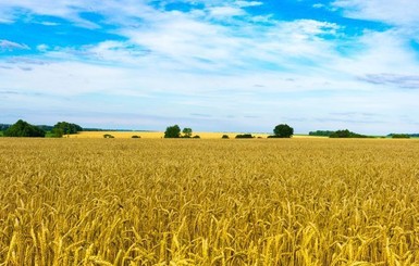 Из-за потери урожая в Одесской области хотят объявить ЧС