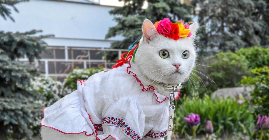 В США стартовал фестиваль кино про кошек. А в Одессе уже действует кошачья онлайн-выставка