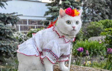 В США стартовал фестиваль кино про кошек. А в Одессе уже действует кошачья онлайн-выставка