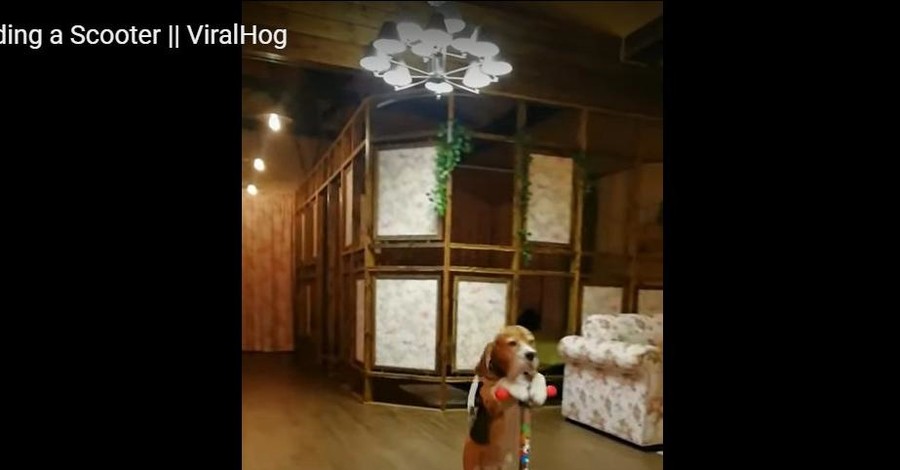Звездой YouTube стала собака, которая катается на самокате