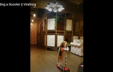 Звездой YouTube стала собака, которая катается на самокате