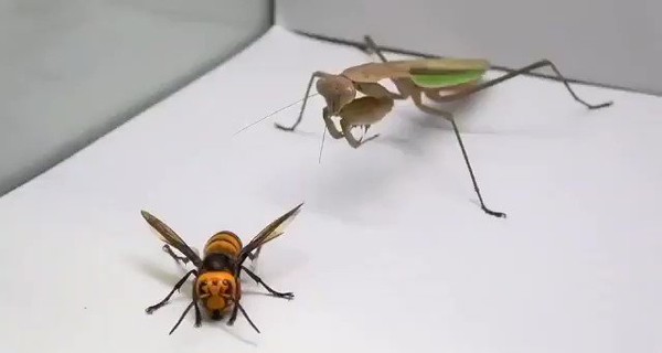 Богомолы спасают человечество от шершней-убийц: битва насекомых облетела соцсети