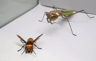 Богомолы спасают человечество от шершней-убийц: битва насекомых облетела соцсети