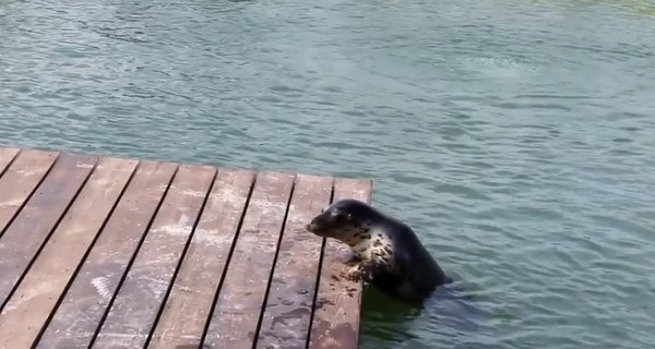 Тюлениха из зоопарка под Киевом отпраздновала выход из карантина в бассейне