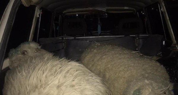 Под Одессой задержали похитителей овец