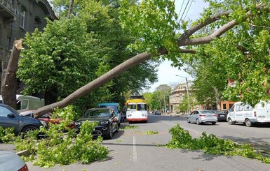 В Одессе огромная ветка упала на автомобили и повредила провода электротранспорта