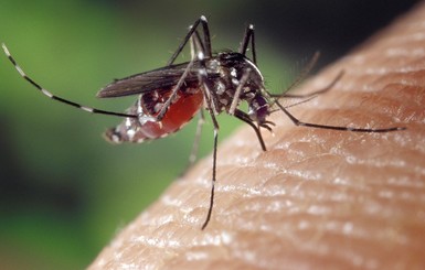 Укусил комар: как снять зуд от укуса