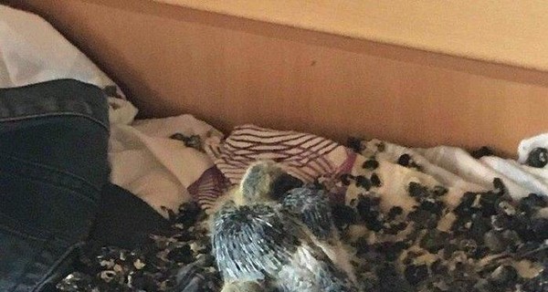 В Киеве голуби облюбовали комнату студента, пока он был дома из-за карантина