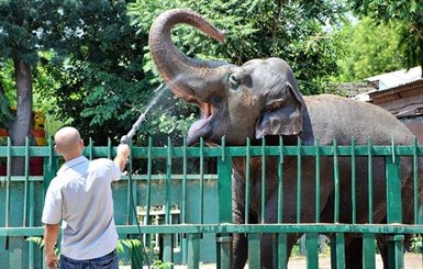 В Одессе зоопарк решил выйти из карантина 15 мая