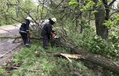 Сильный ветер в Украине валил деревья на дороги, машины и провода