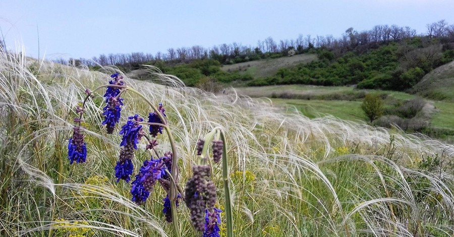Седое море ковыля и яркие цветы: биолог показал естественную красоту запорожской балки