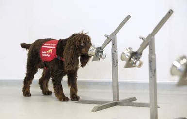 Правительство Великобритании отправило собак на борьбу с коронавирусом