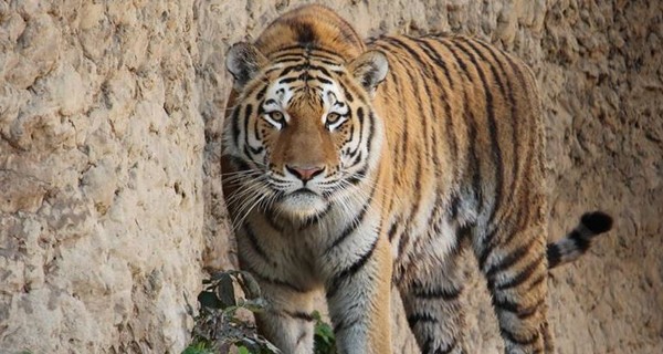 День рождения в Харьковском зоопарке: котенок превратился в величественного тигра Елисея