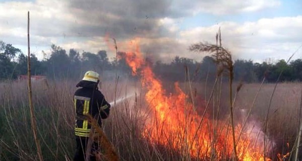 Под Никополем сожгли 4,5 гектара травы и камыша