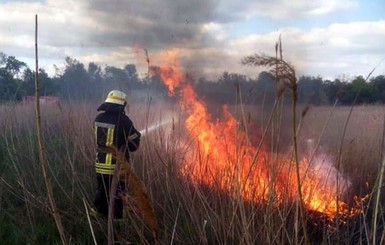 Под Никополем сожгли 4,5 гектара травы и камыша