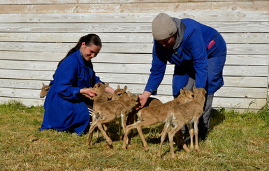 В заповеднике Аскания-Нова открыли детский сад для антилоп