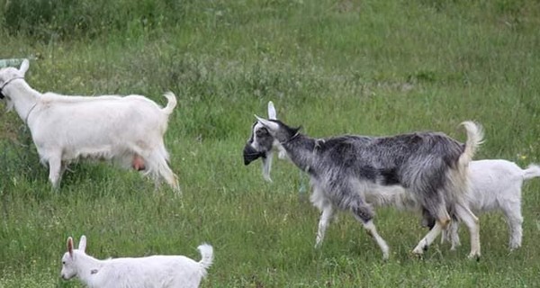 В Днепре заметили стадо коз, которые пасутся в масках