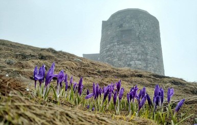 В Карпаты пришла весна: в горах зацвели подснежники