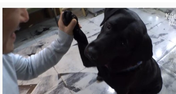 Собака парикмахера из Южной Кореи помогает стричь клиентов и носит хозяину еду
