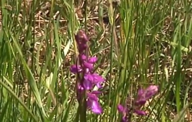 В Николаевской области зацвело самое большое в Европе поле диких орхидей