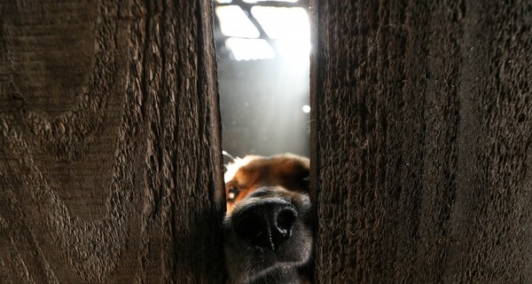 В Черновцах на 8 лет могут посадить живодера, который просто так застрелил собаку 