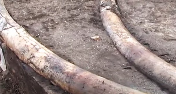 В немецком угольном карьере нашли бивни и скелет древнего лесного слона 