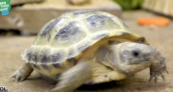 Киевский зоопарк присоединился к празднованию Всемирного дня черепах