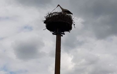 Херсонские спасатели вернули в гнездо маленького аиста