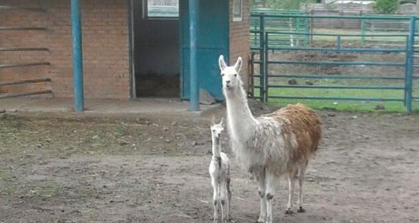 Подольский  зоопарк показал новорожденного ламу: настоящий красавчик