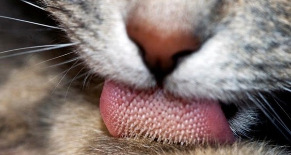 В России коронавирус обнаружили у кошки: ее поместили на карантин  