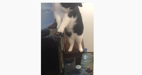 В Канаде кот решил разобраться, куда исчезает вода из кулера, и стал звездой YouTube