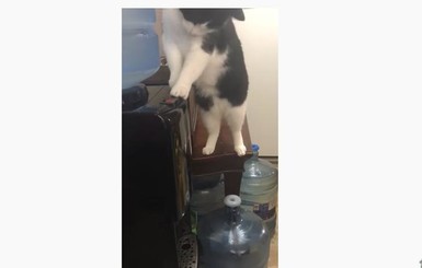В Канаде кот решил разобраться, куда исчезает вода из кулера, и стал звездой YouTube