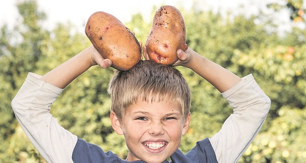Как получить большой урожай картошки при минимальном уходе