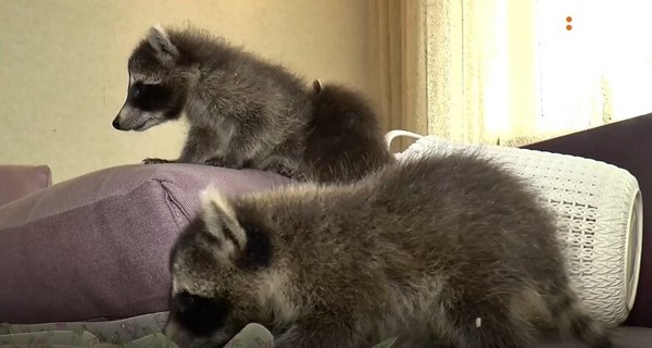 В Полтаве малышей-енотов забрали из экопарка, чтобы спасти от голодной смерти