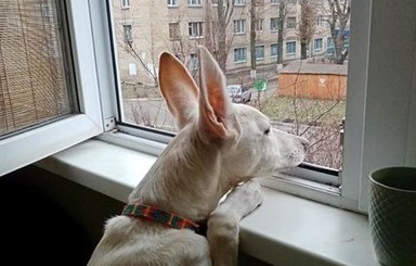В Киеве нашли собаку с удивительно высокими ушами