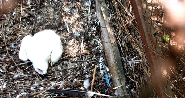 Впервые в Украине краснокнижные орлы-могильники  высидели птенца в неволе