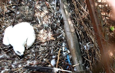 Впервые в Украине краснокнижные орлы-могильники  высидели птенца в неволе