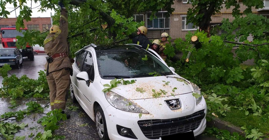 В Сумах рухнувшими деревьями раздавило 3 машины