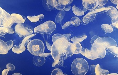 В Азовском море появились медузы